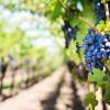 Le Beaujolais face à la flavescence dorée