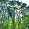 La Métropole de Lyon distribue 2000 arbres à ses habitants